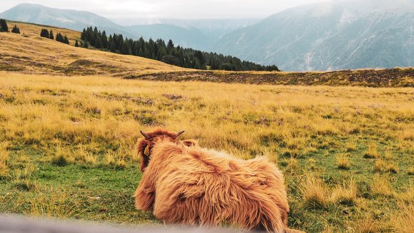 Relaxed Cow